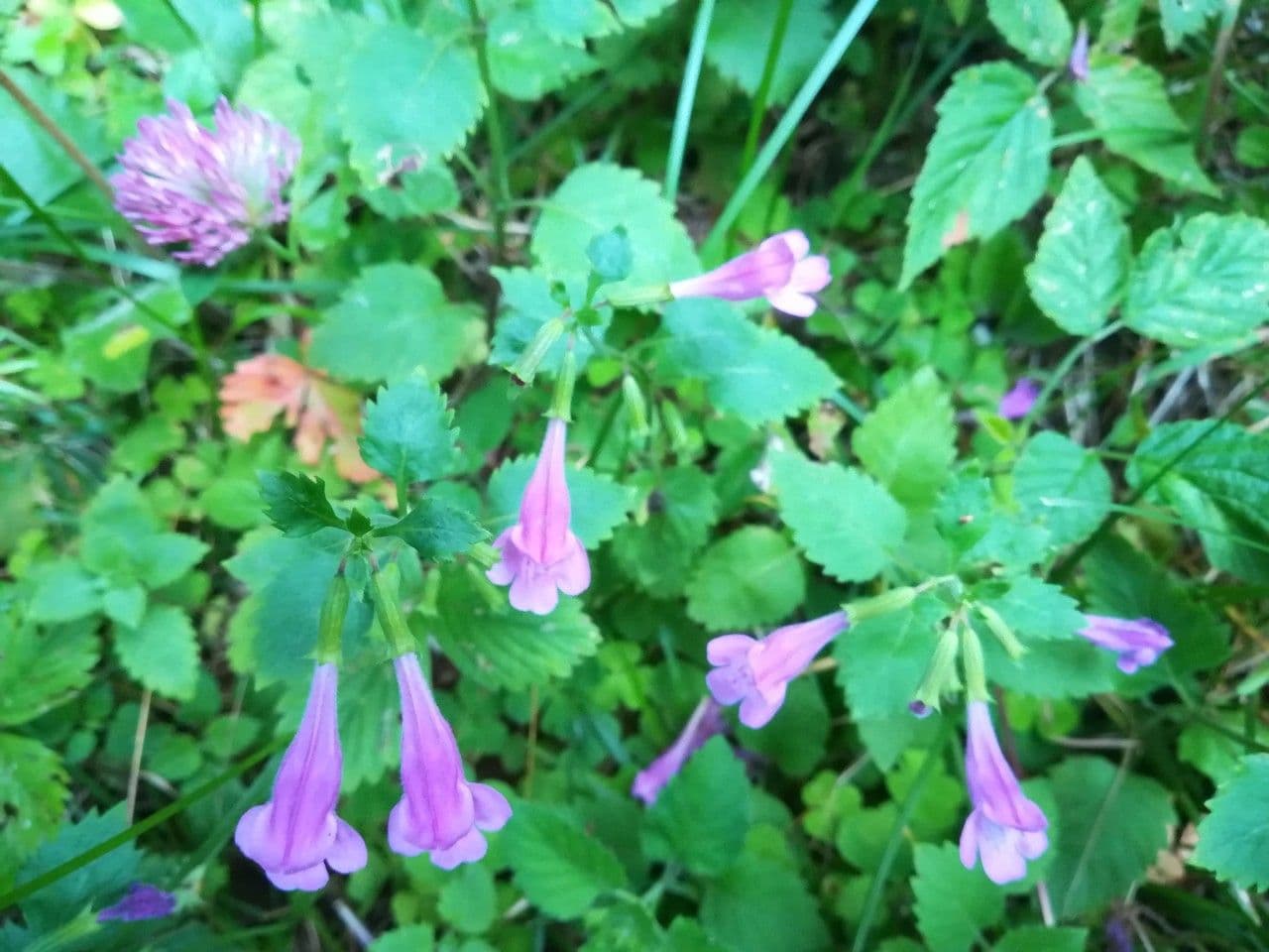 Nepitella maggiore 13