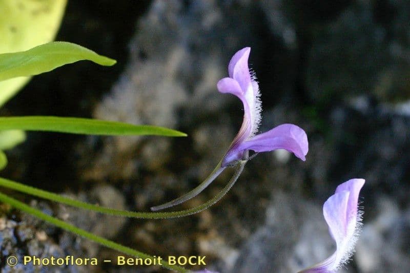 Pinguicula 23