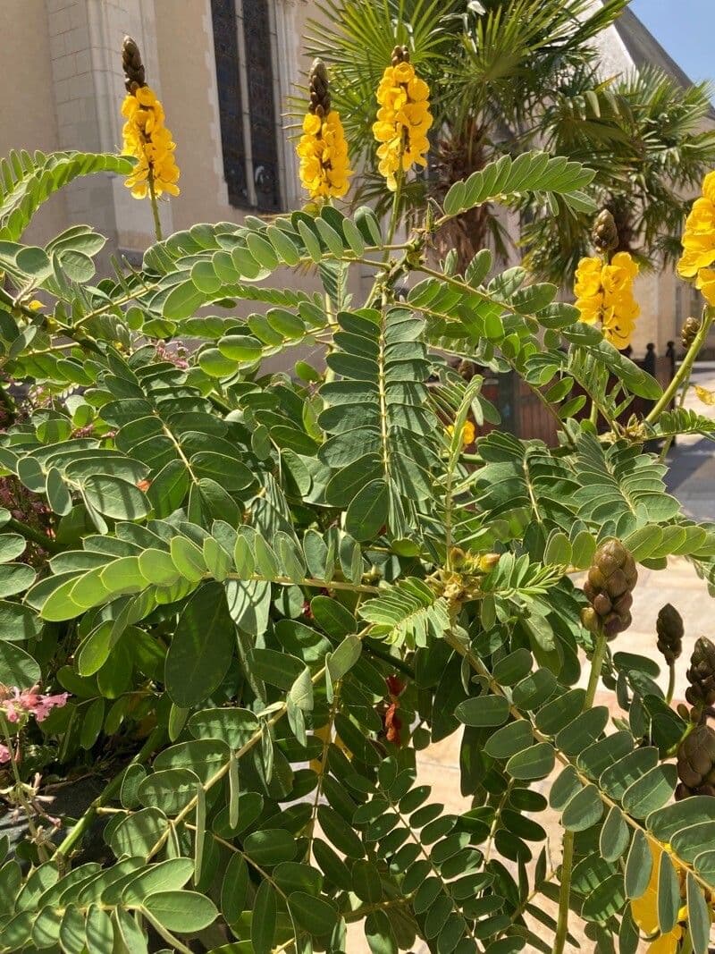 Senna didymobotrya 15
