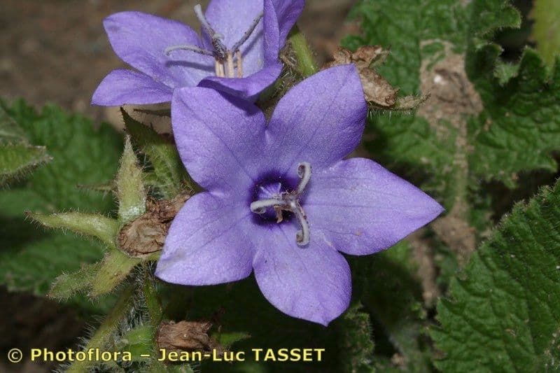 Campanula