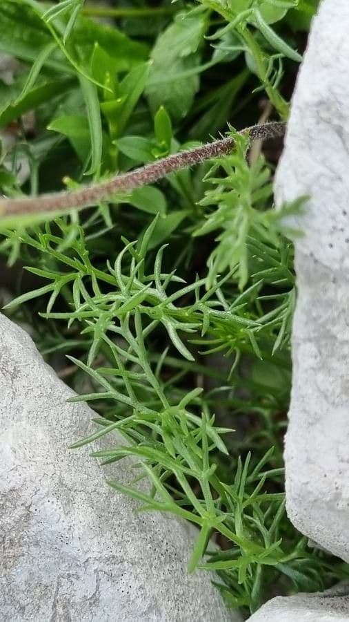 Achillea atrata 14