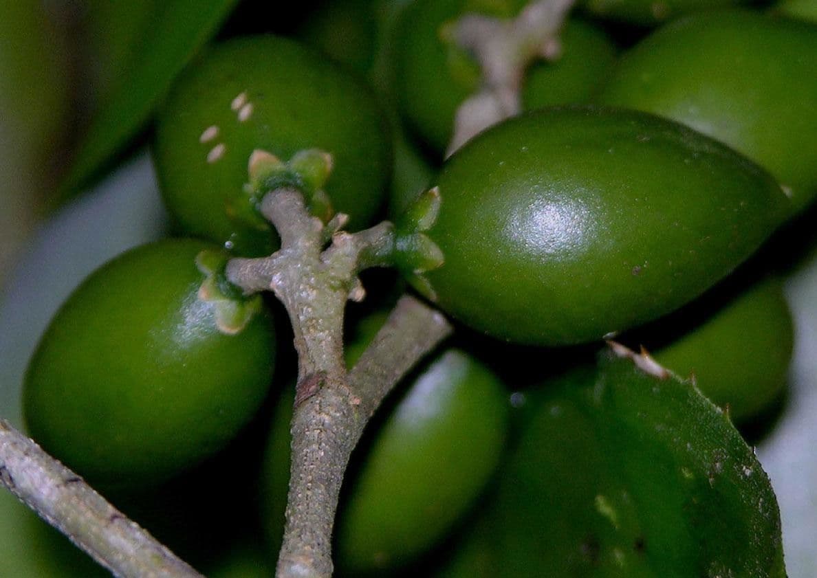 Celtis