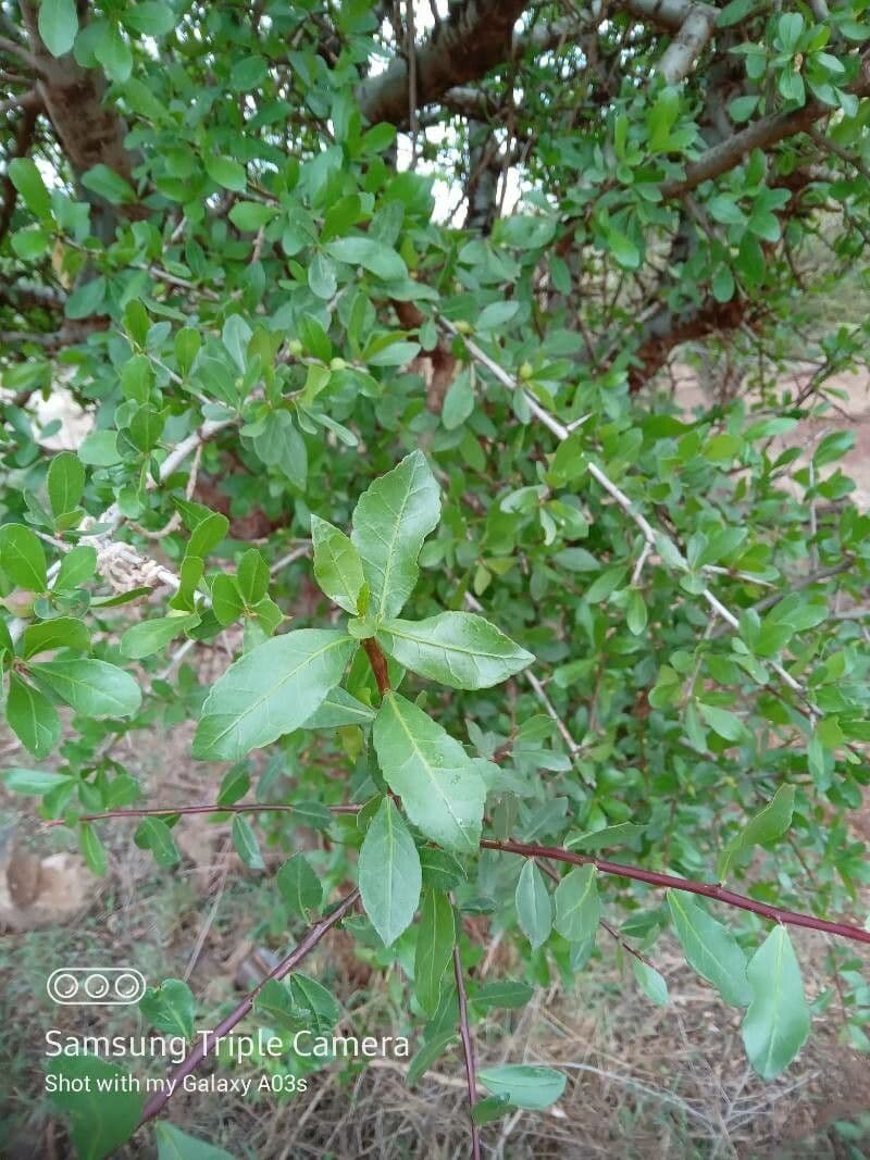 Commiphora 16