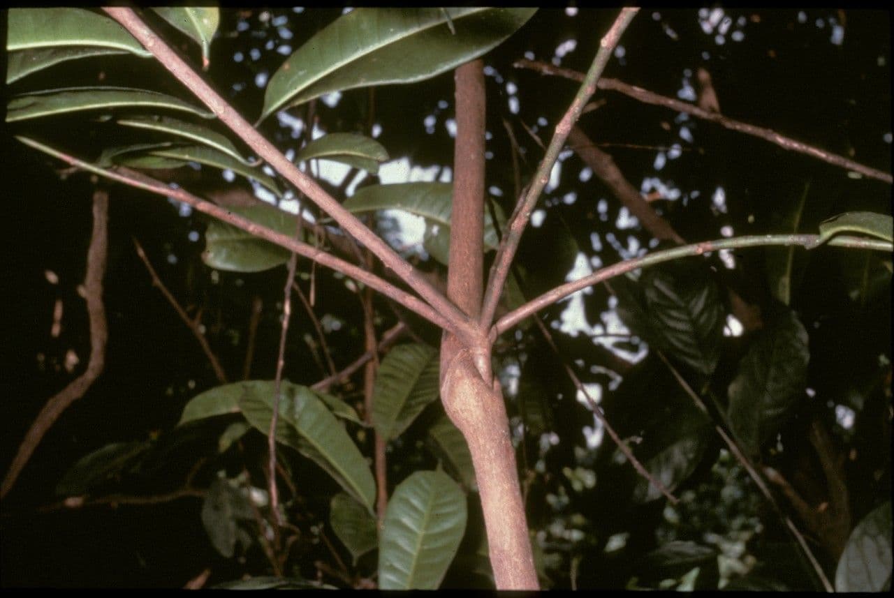 Anthostema 2