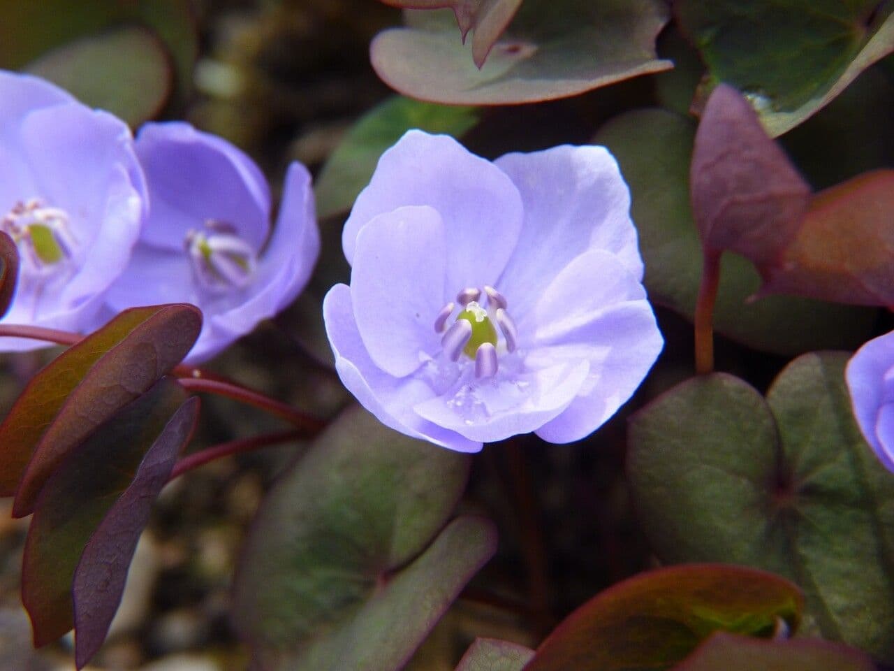 Plagiorhegma dubium 2