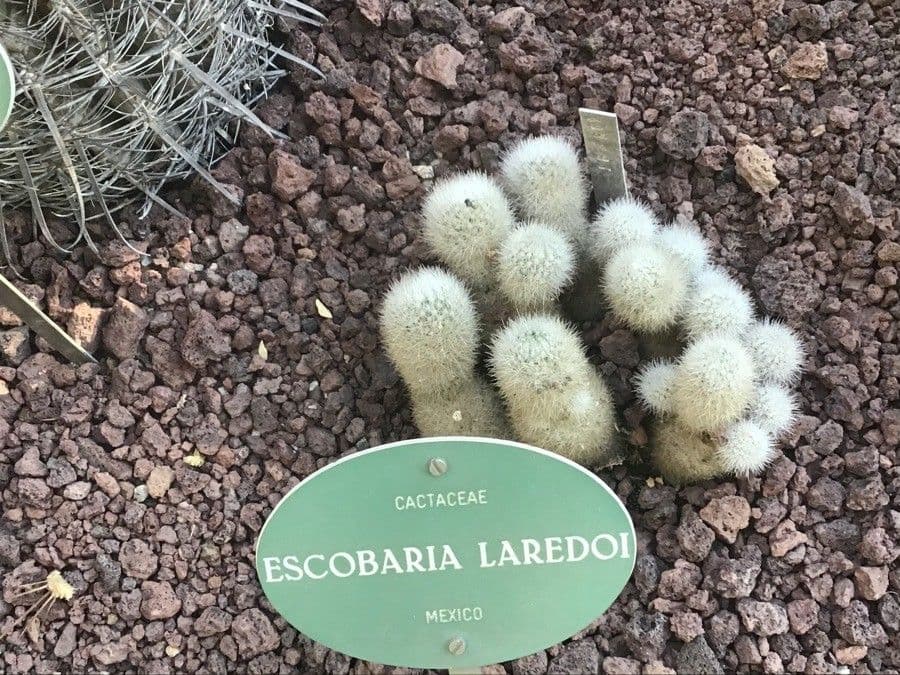 Escobaria