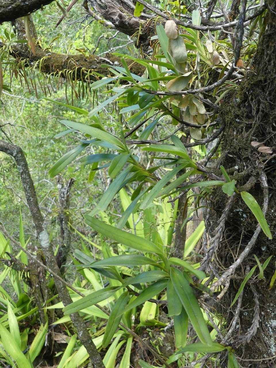 Jumellea 2