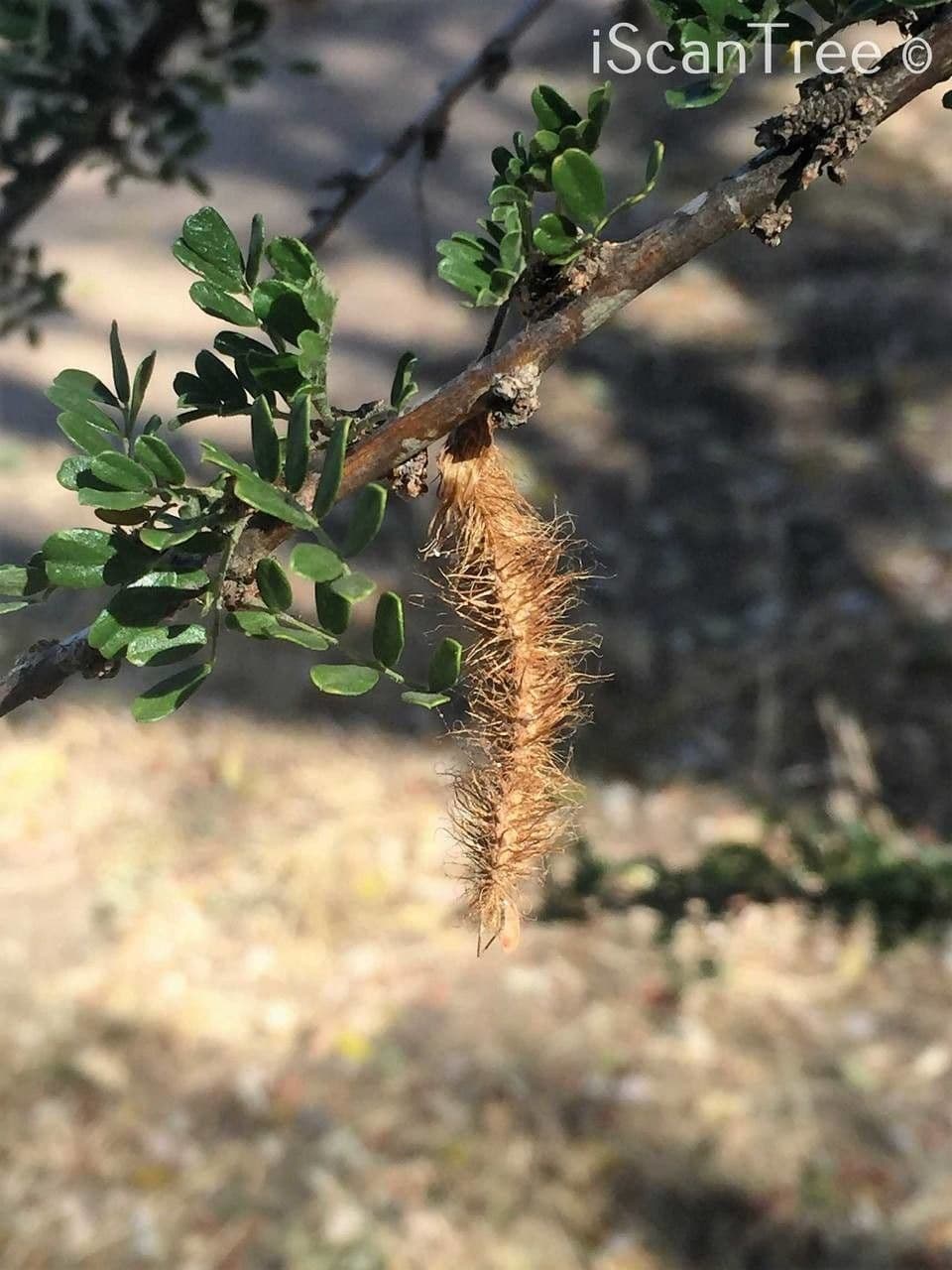 Ormocarpum 10