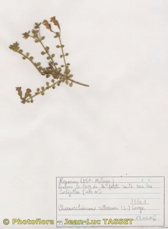 Chaenorhinum villosum 10