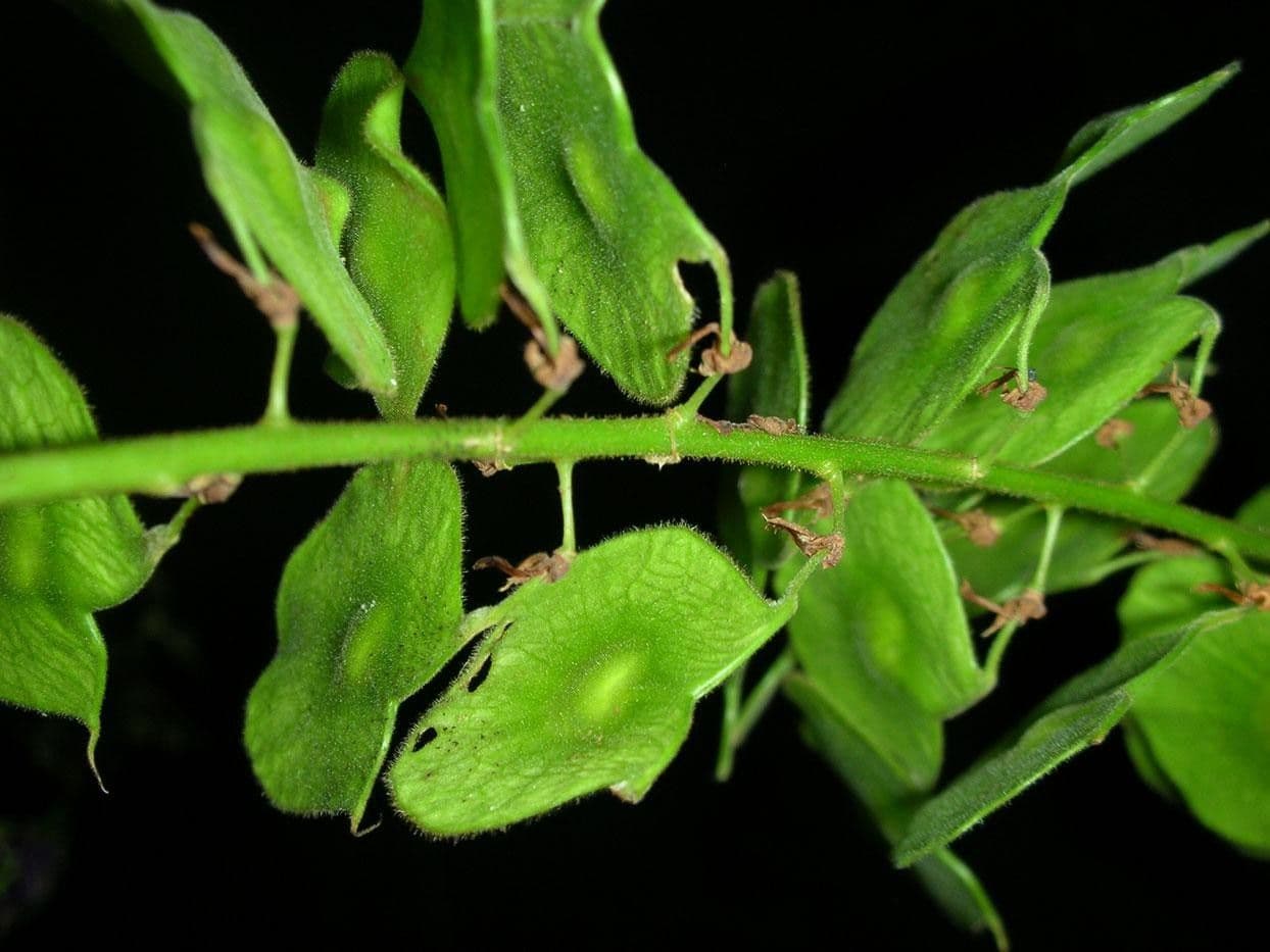 Desmodium 13