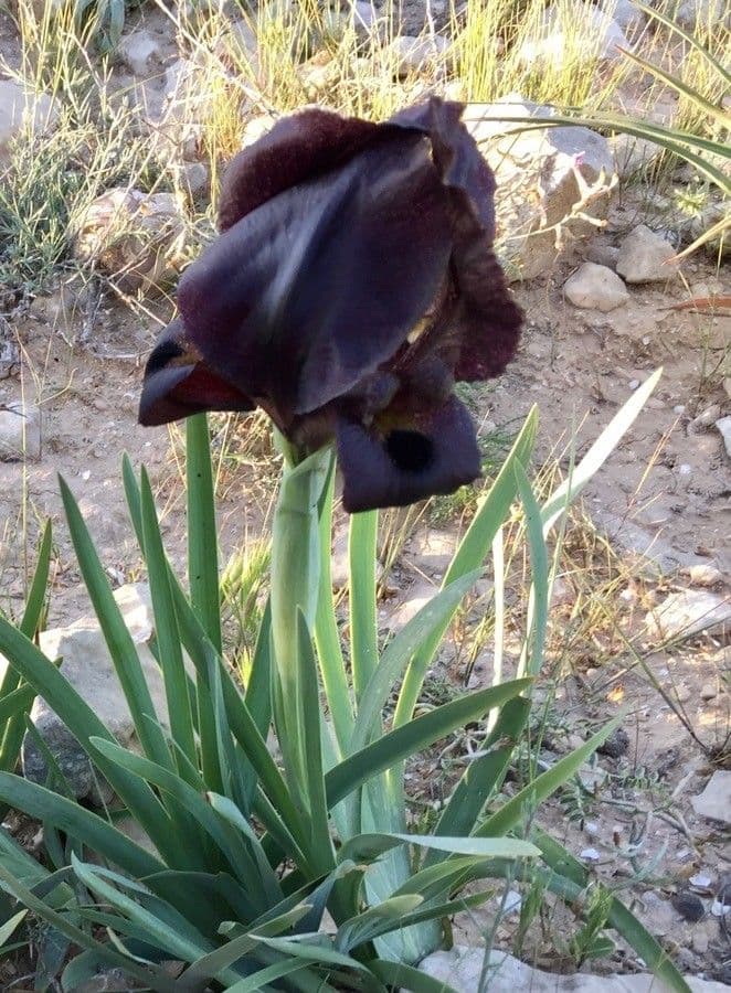 Iris 2