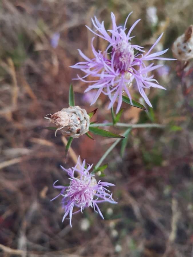 Centaurée paniculée 8