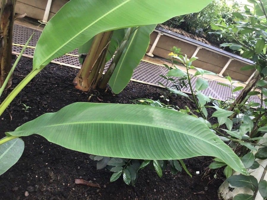 Banana selvatica 3