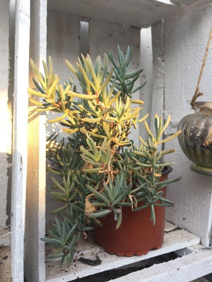 Lampranthus 11