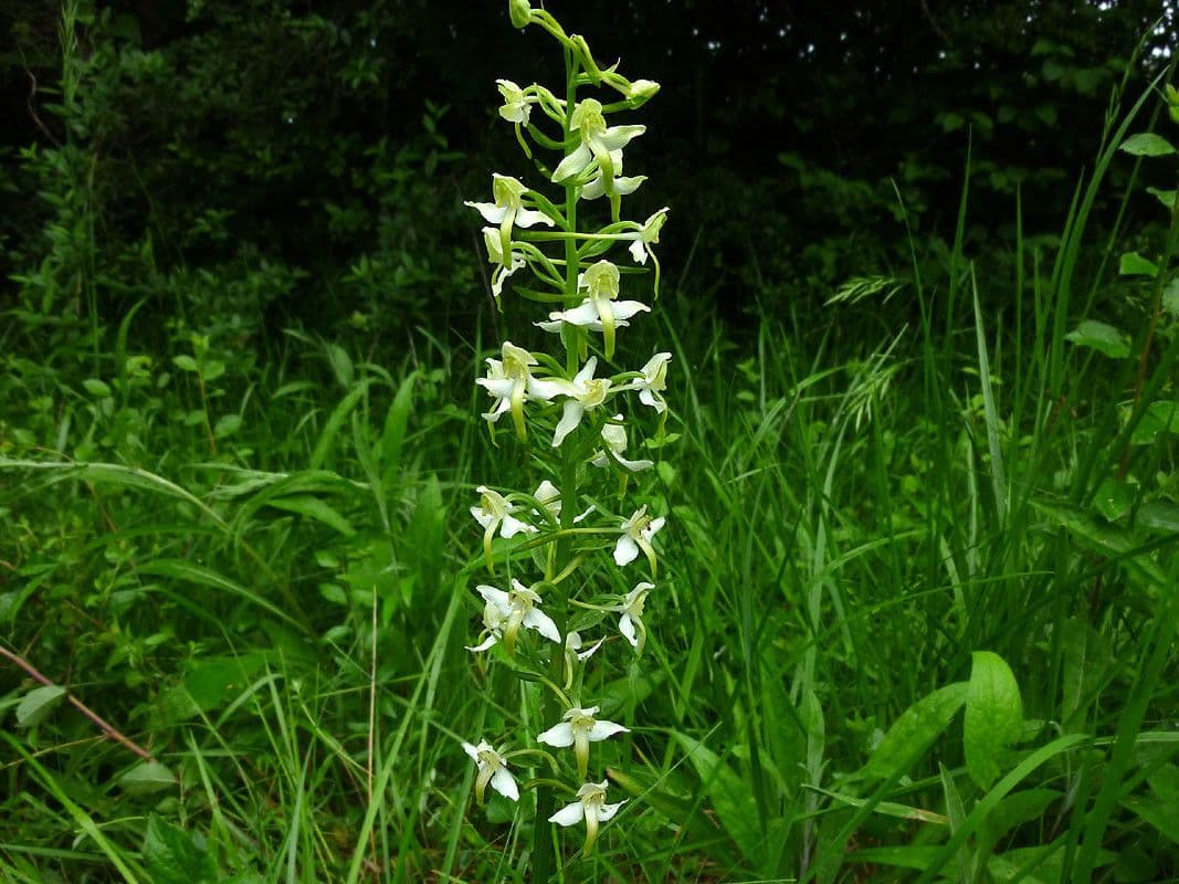 Platantera verdastra 27