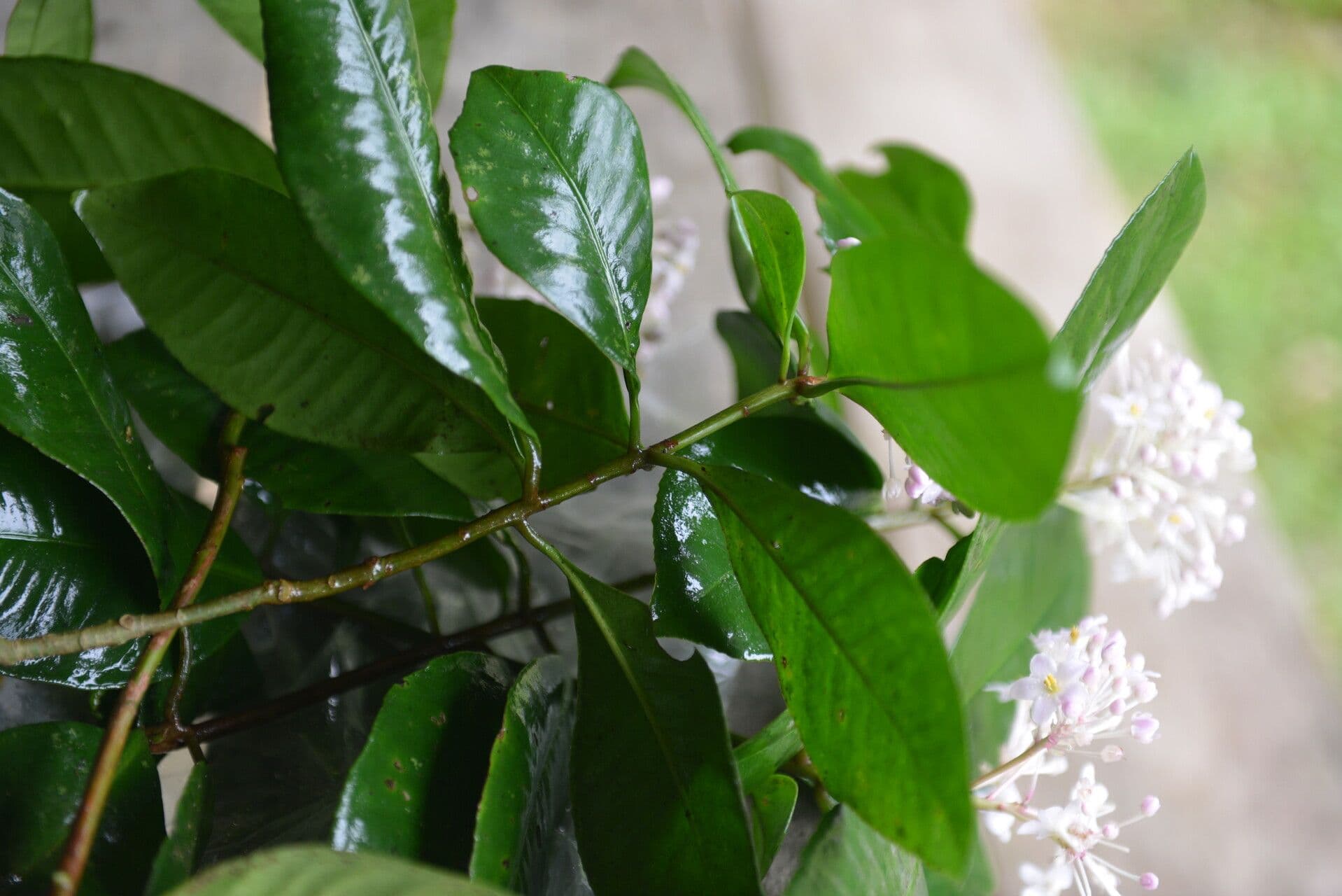 Ardisia 11