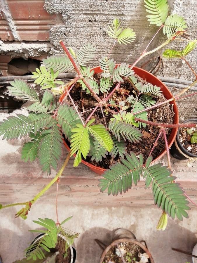 Mimosa pudica 3