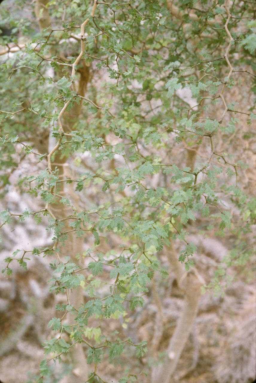 Mimosa 3