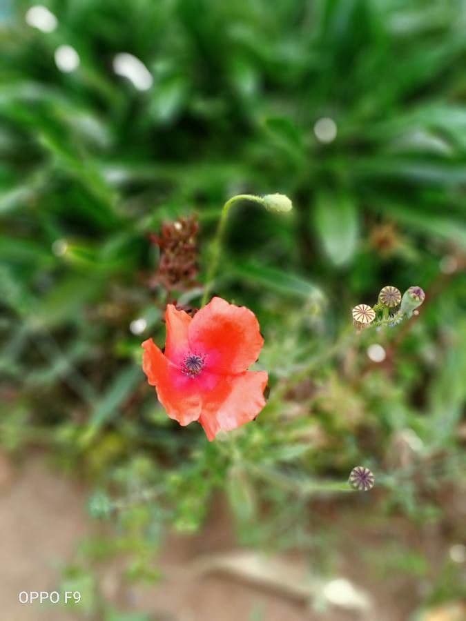 Sand-Mohn 19