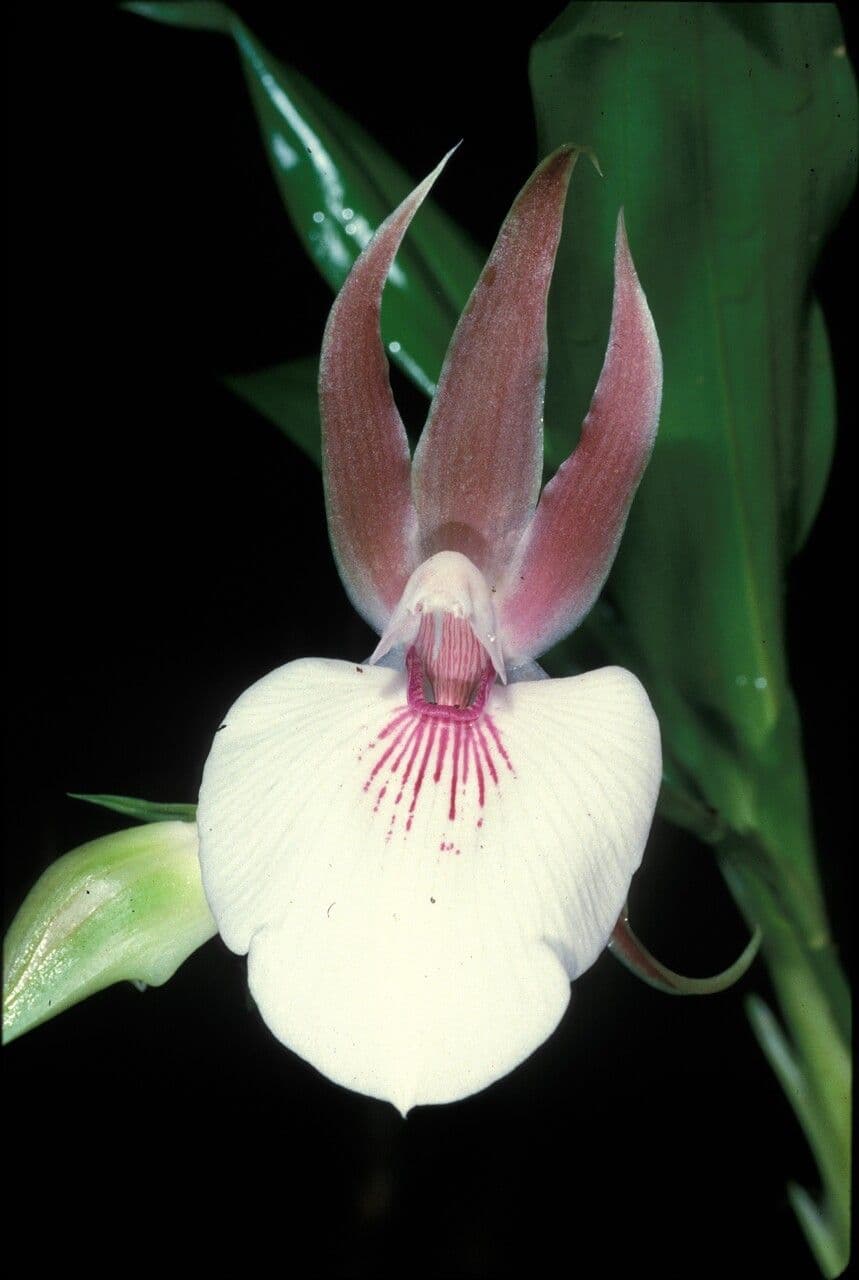 Zygosepalum