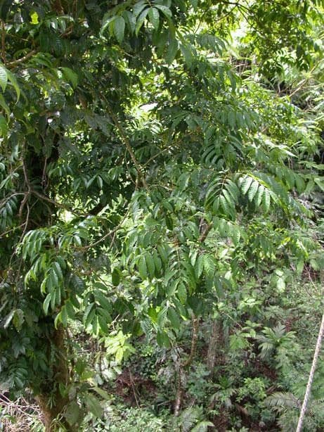 Tapirira 9