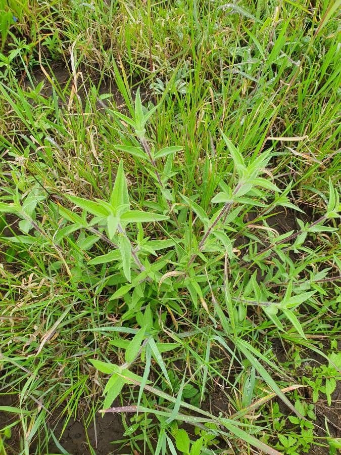 Wald-Aspilia 7