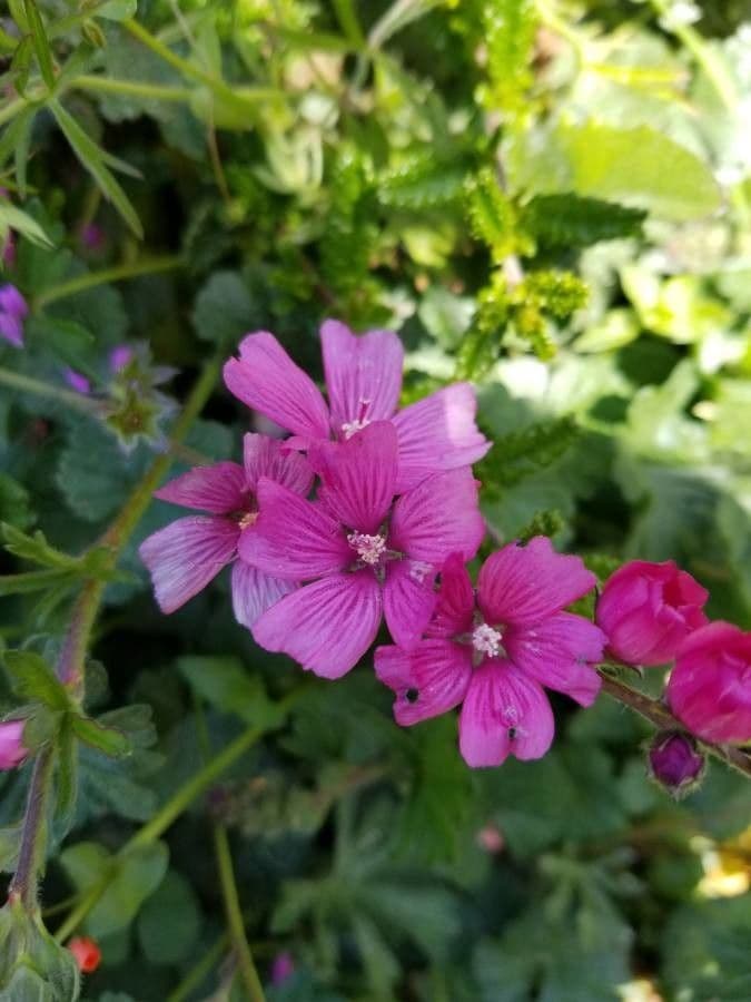 Sidalcea 3