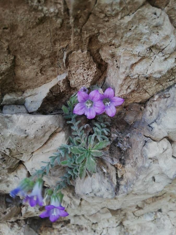 Campanula mollis 4