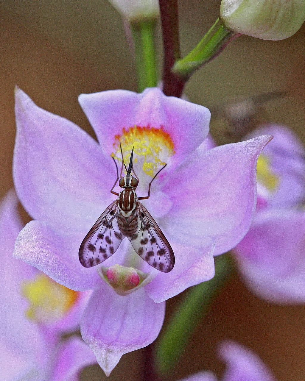 Calopogon 5