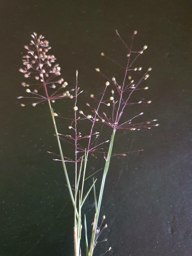 Sporobolus 4