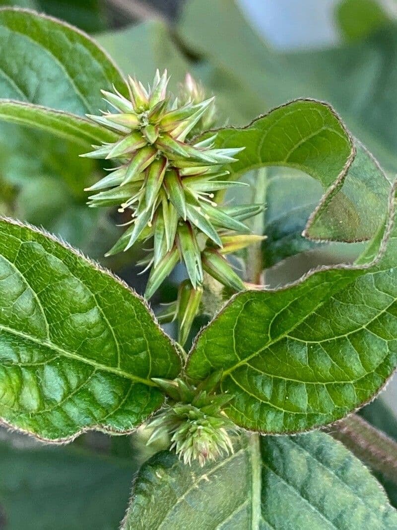 Achyranthes bidentata 3
