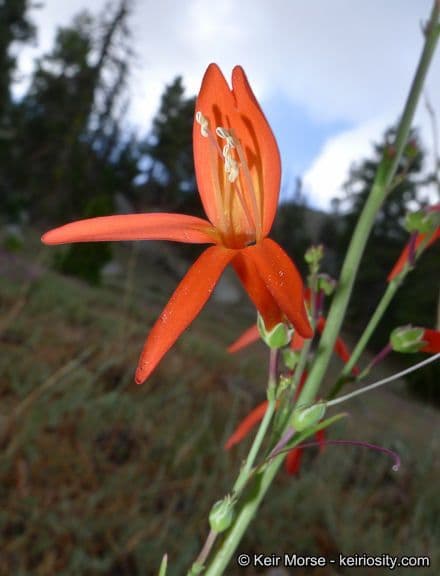 Penstemon 3