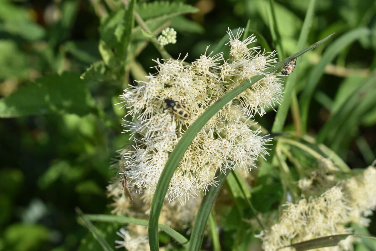 Austroeupatorium 3