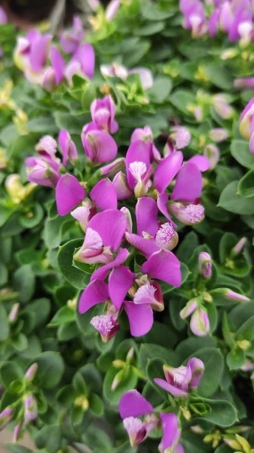 Polygala fruticosa