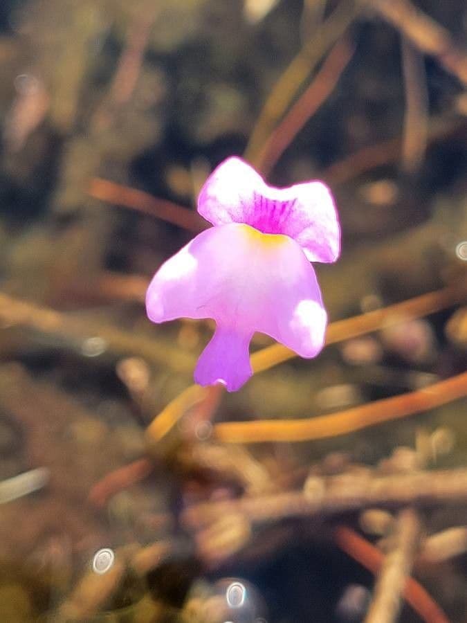 Utricularia purpurea orientale 8