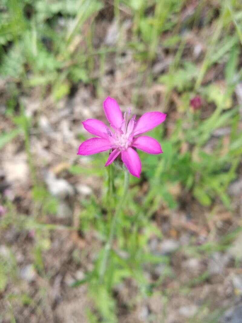 Knautia