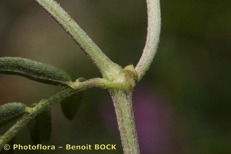 Astragalus onobrychis 20