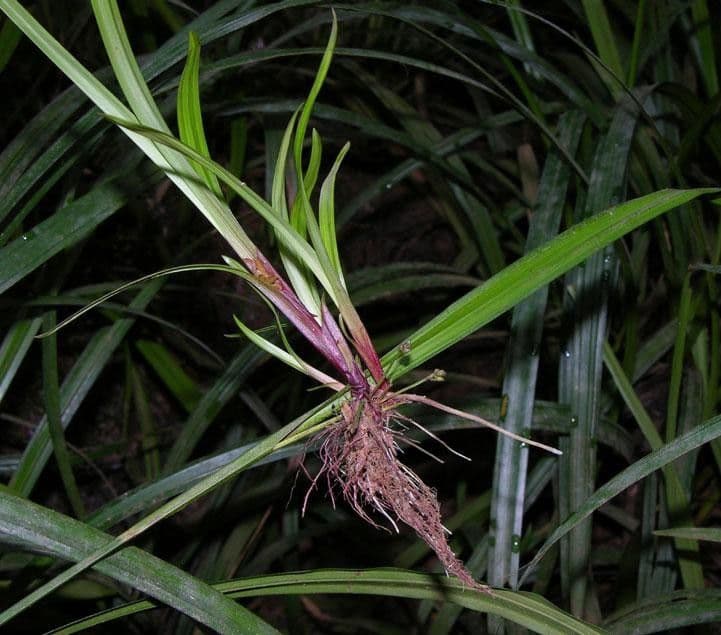 Calyptrocarya glomerulata 6