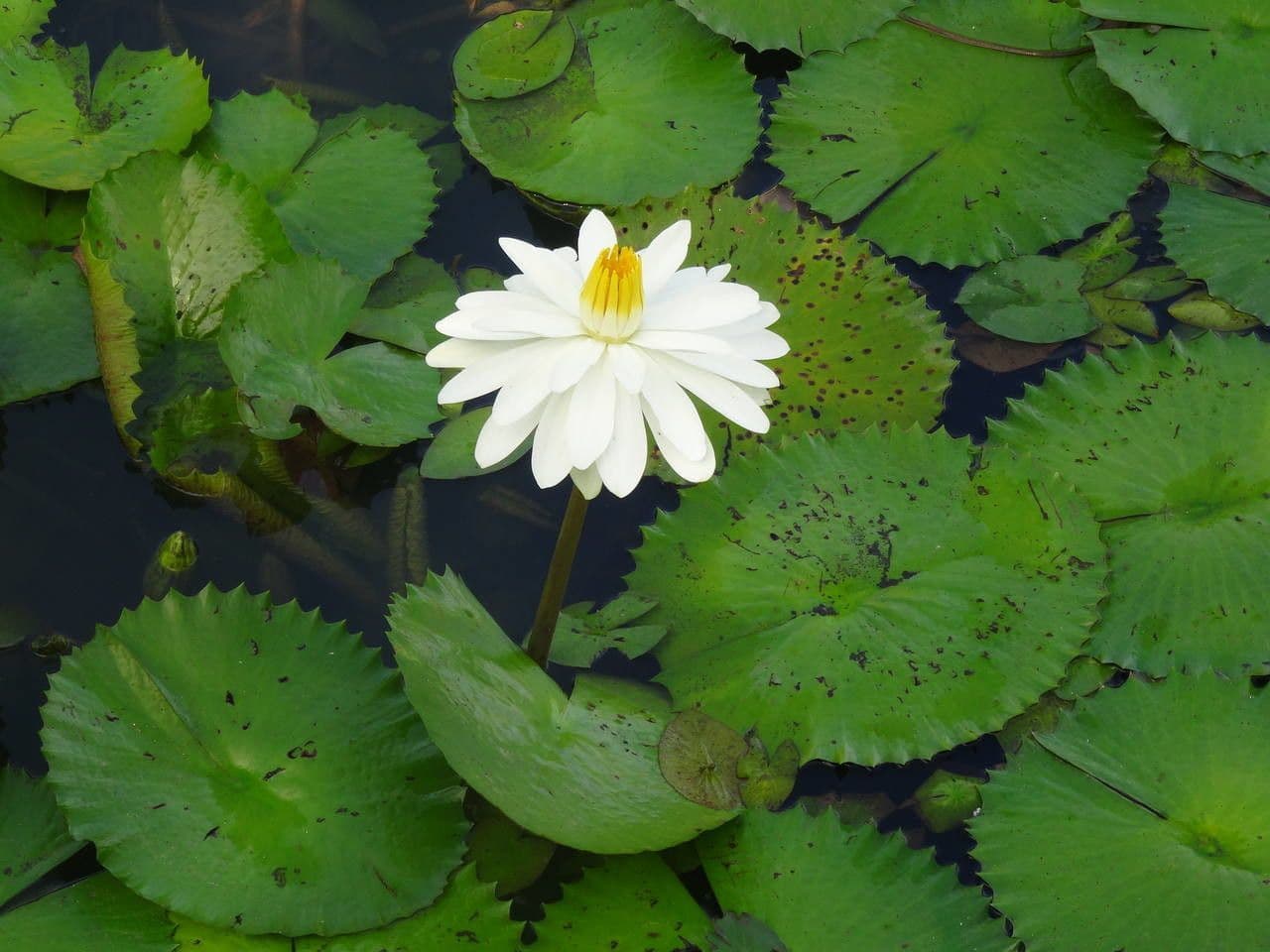 Breitblättrige Seerose 8