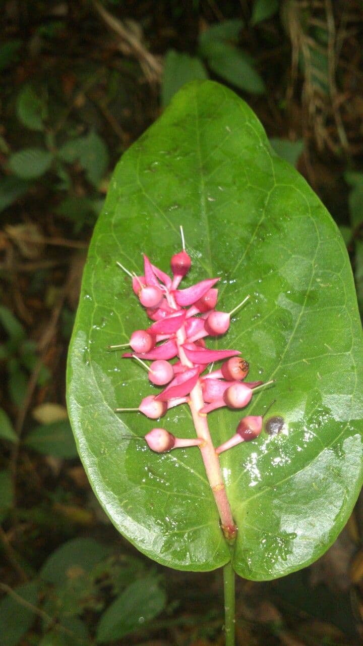 Cavendishia 2
