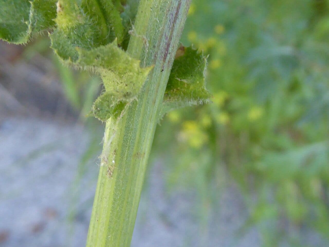 Cicoria comune 23