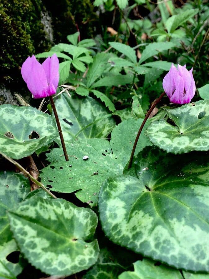 Cyclamen 11