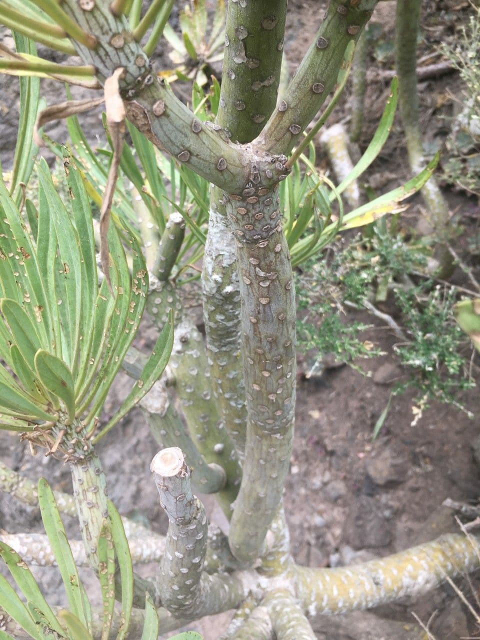 Kleinia 24