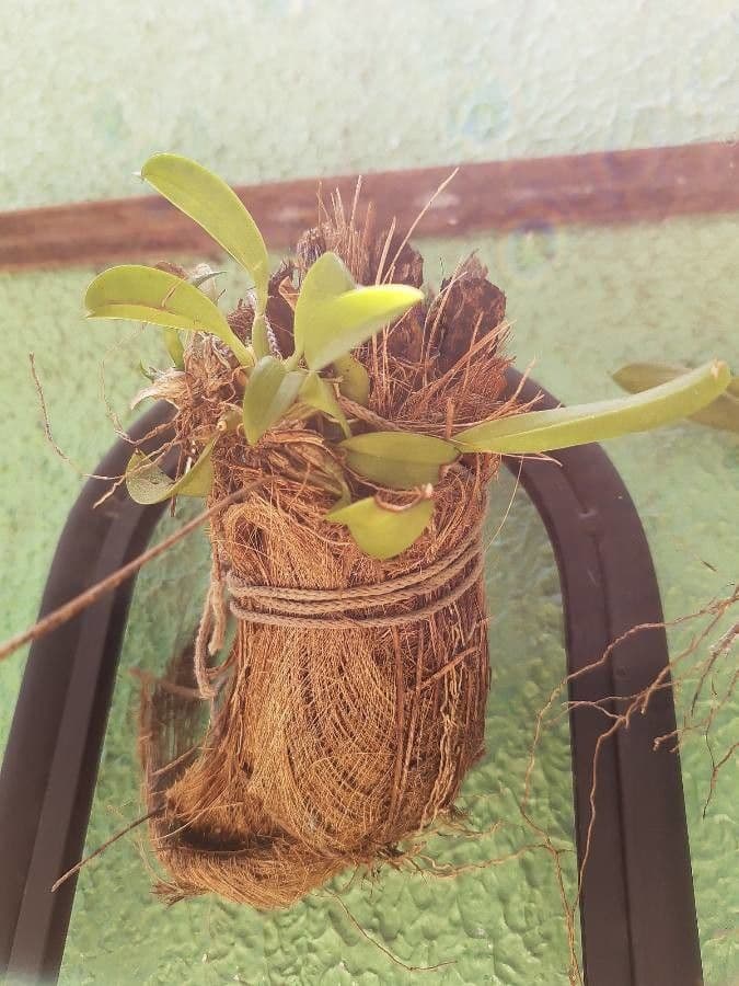 Orchidée queue de chat 14
