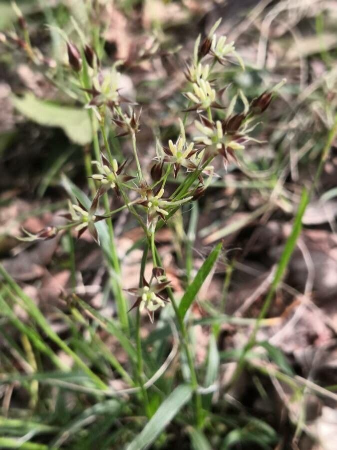 Kosmatka Forstera 13