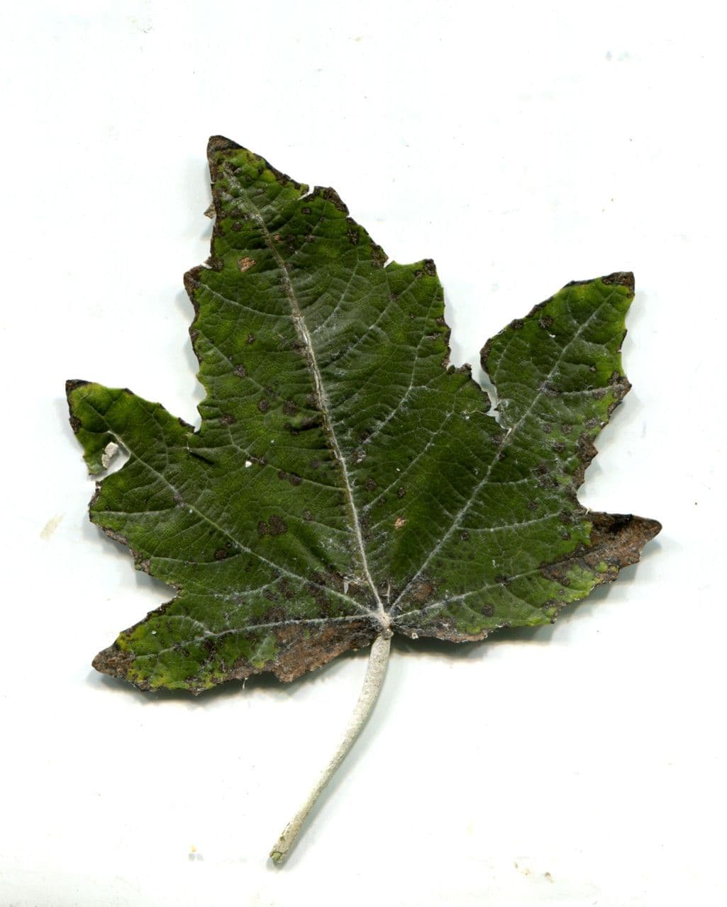 Silberpappel 28