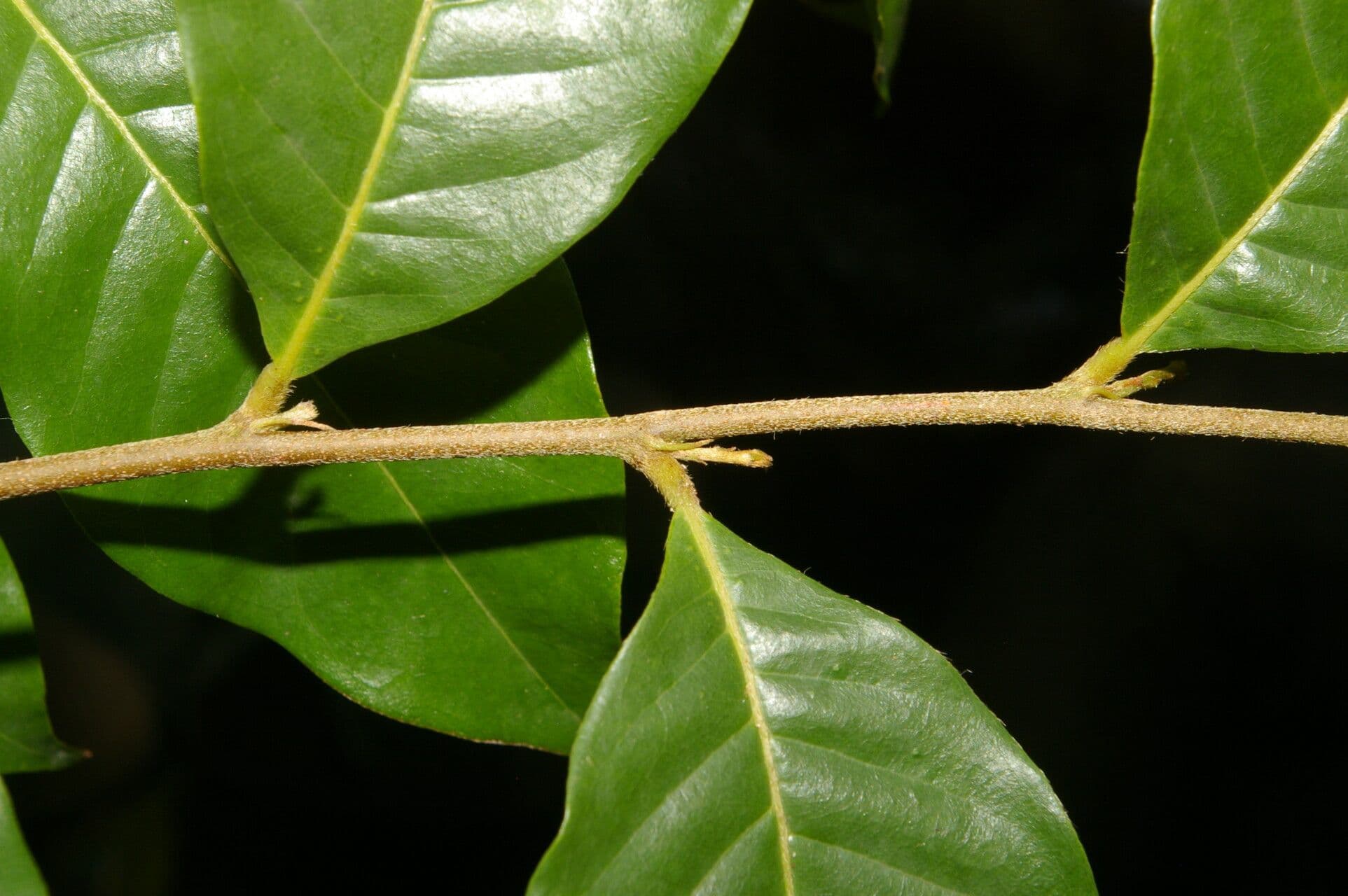 Hirtella triandra 4