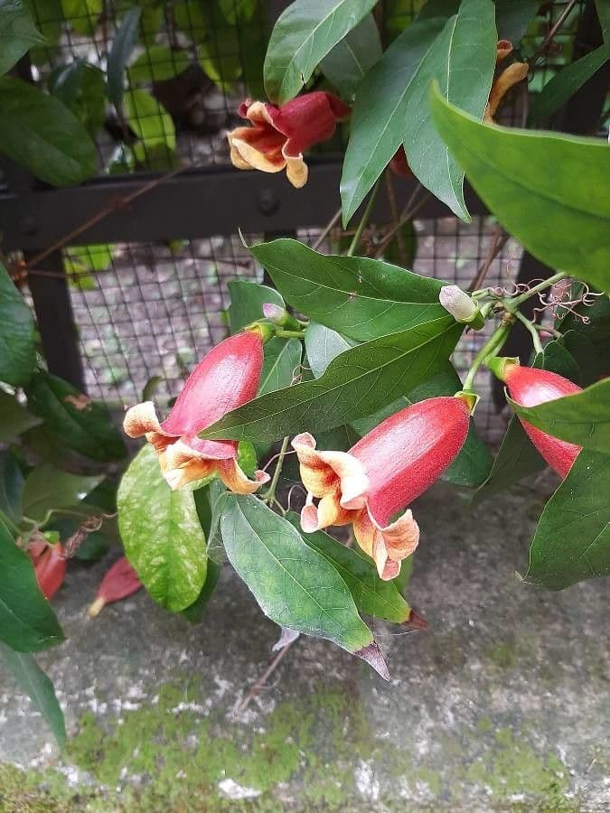 Bignonia 7