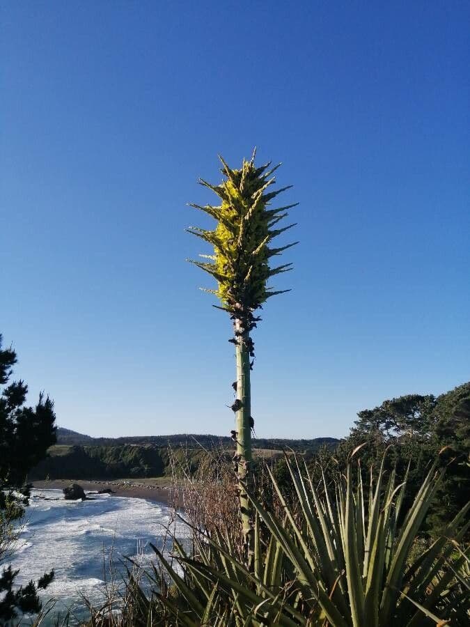 Puya 6
