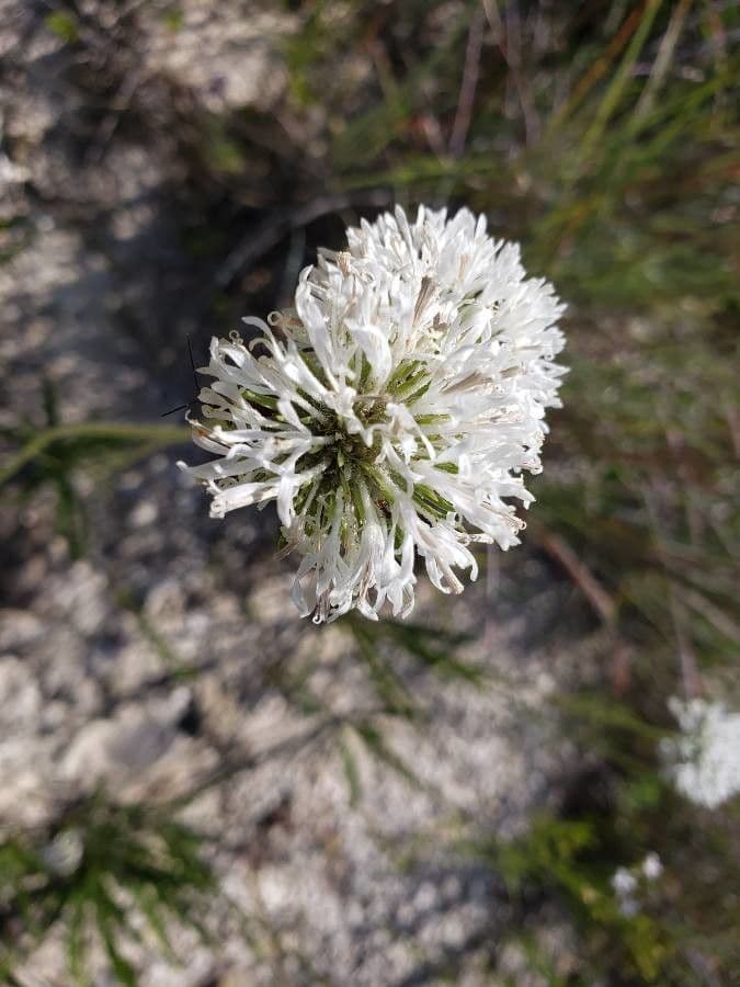 Marshallia caespitosa 3